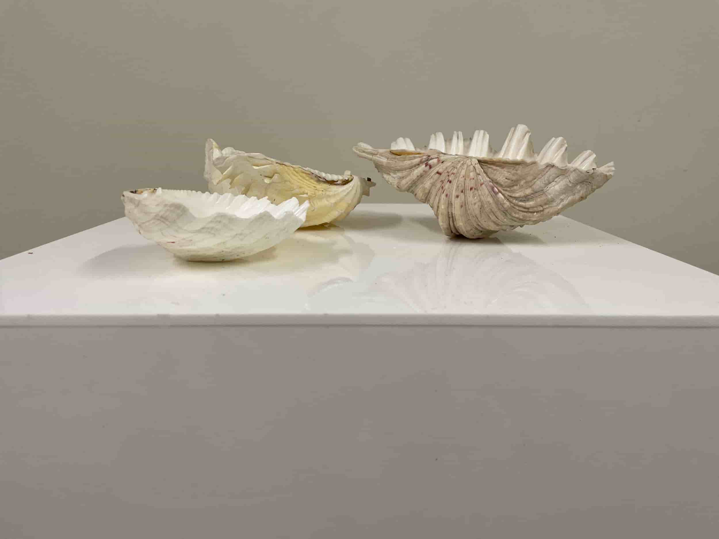 Clam Shells set of 3 gallery image 1