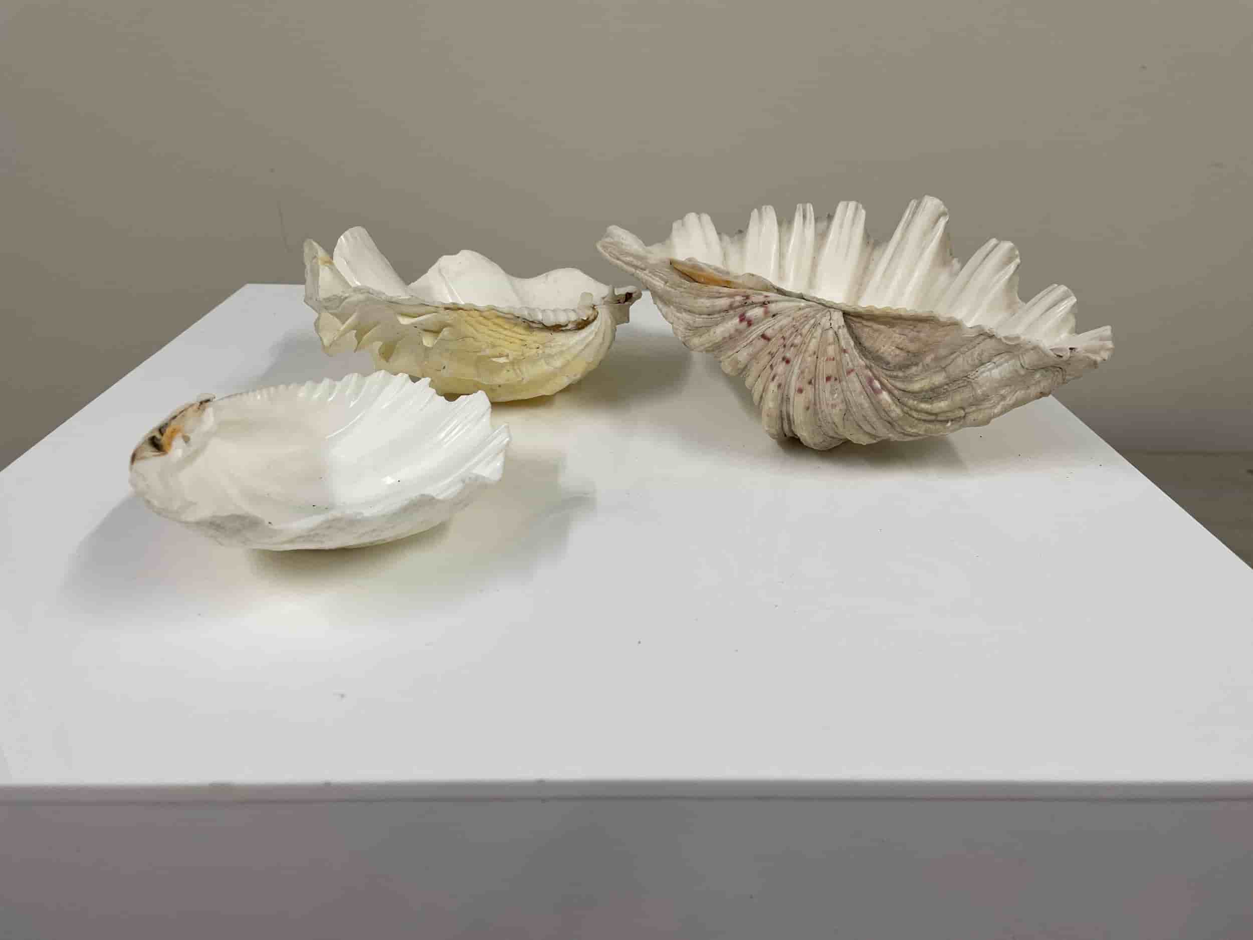 Clam Shells set of 3 gallery image 2