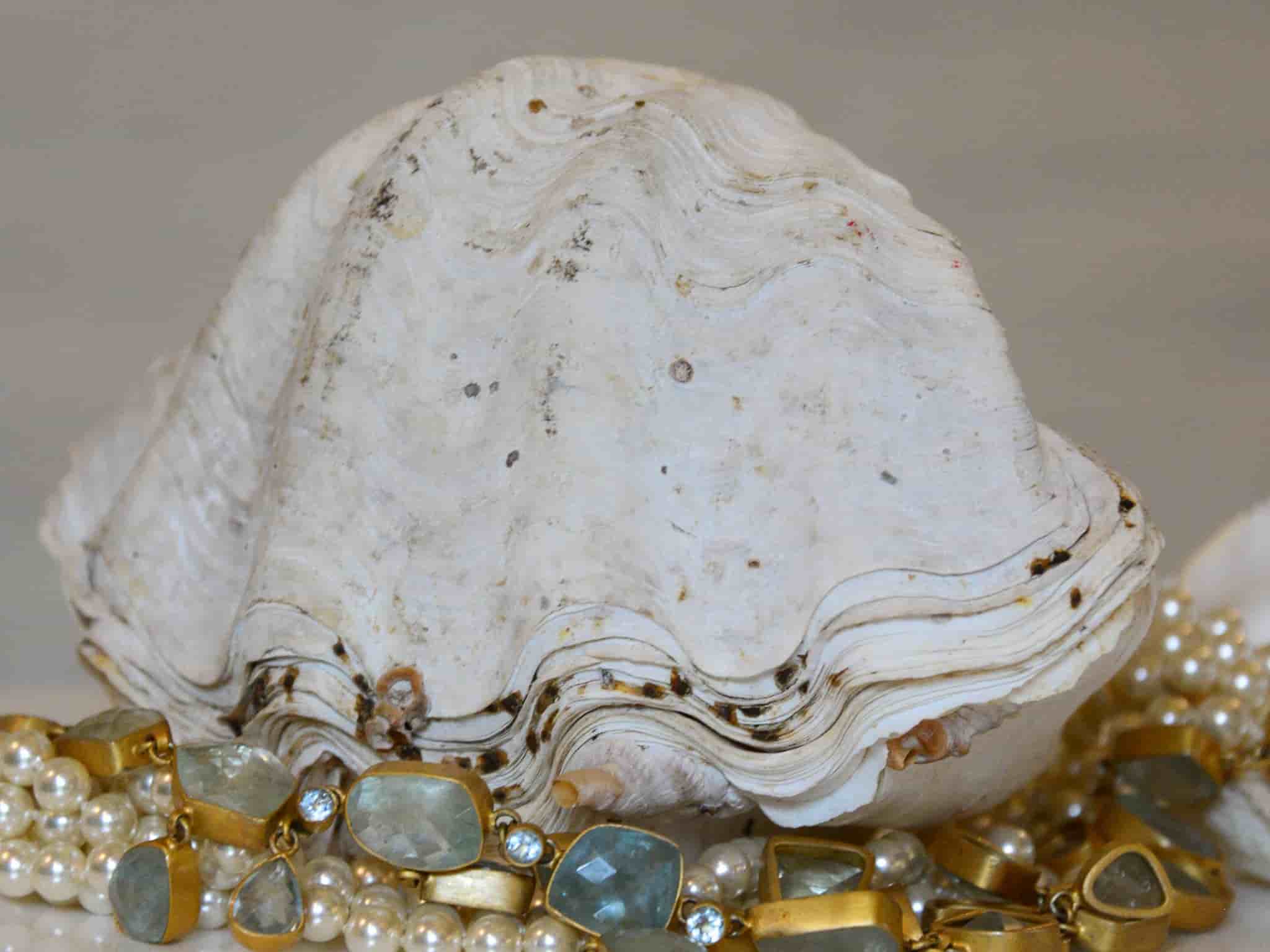 Clam Shell Whole 20cm gallery image 1