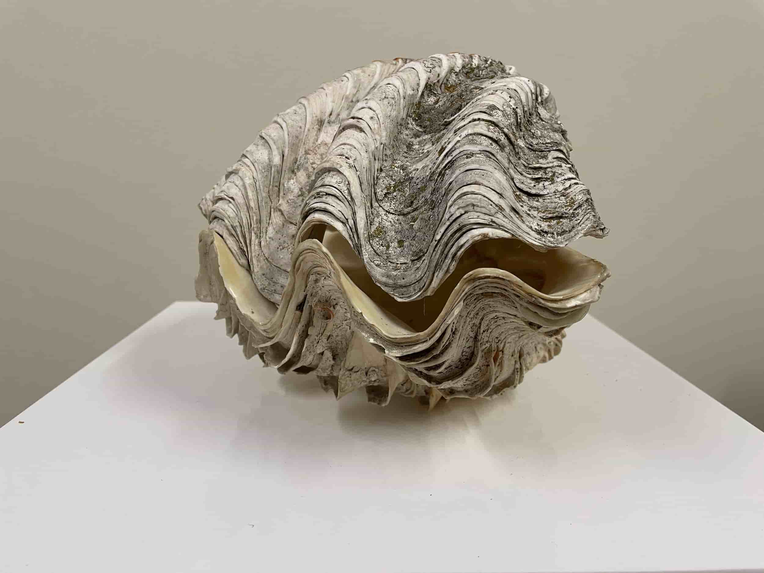 Clam Shell Entire 28cm gallery image 1