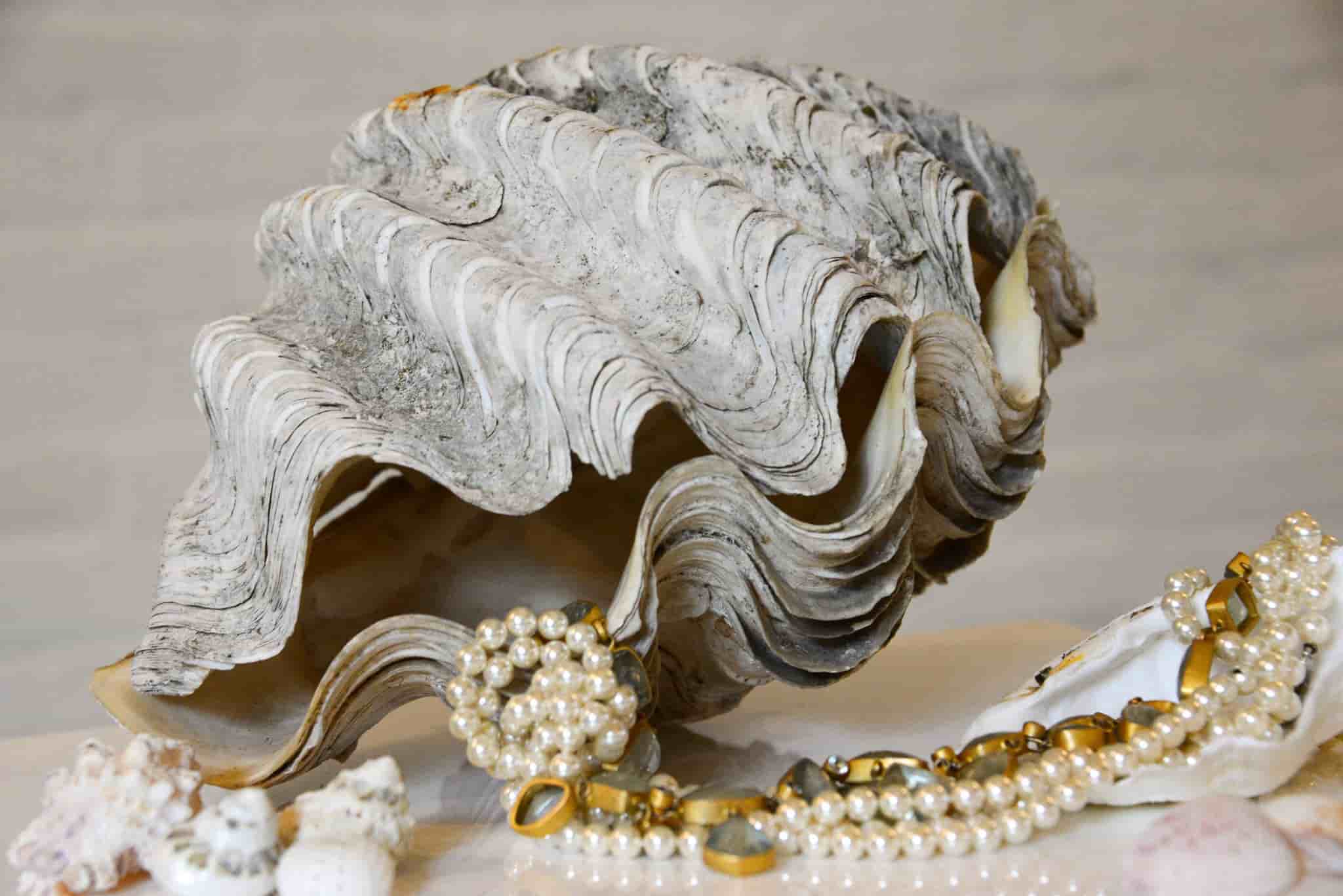 Clam Shell Entire 28cm gallery image 2