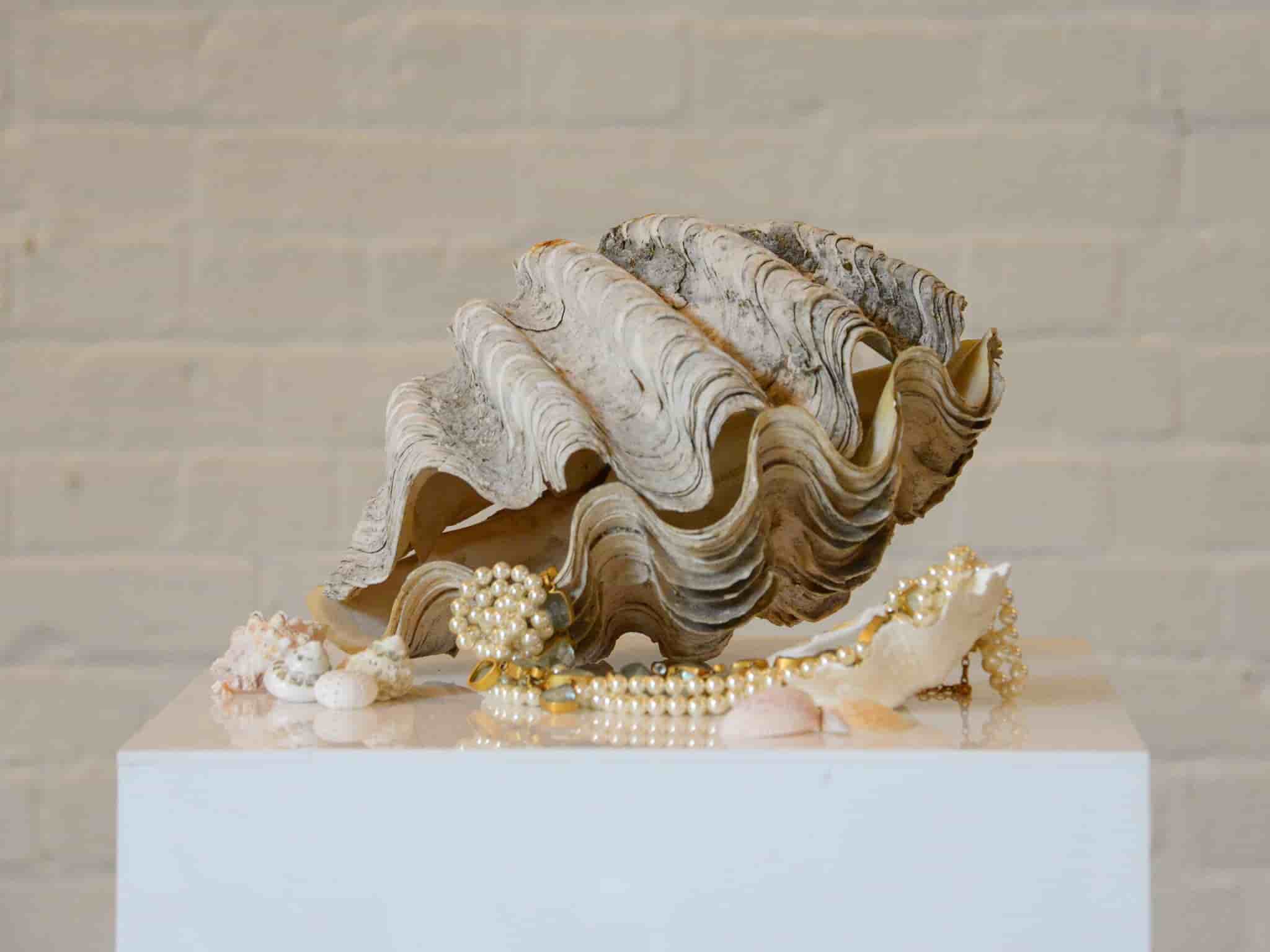 Clam Shell Entire 28cm gallery image 3