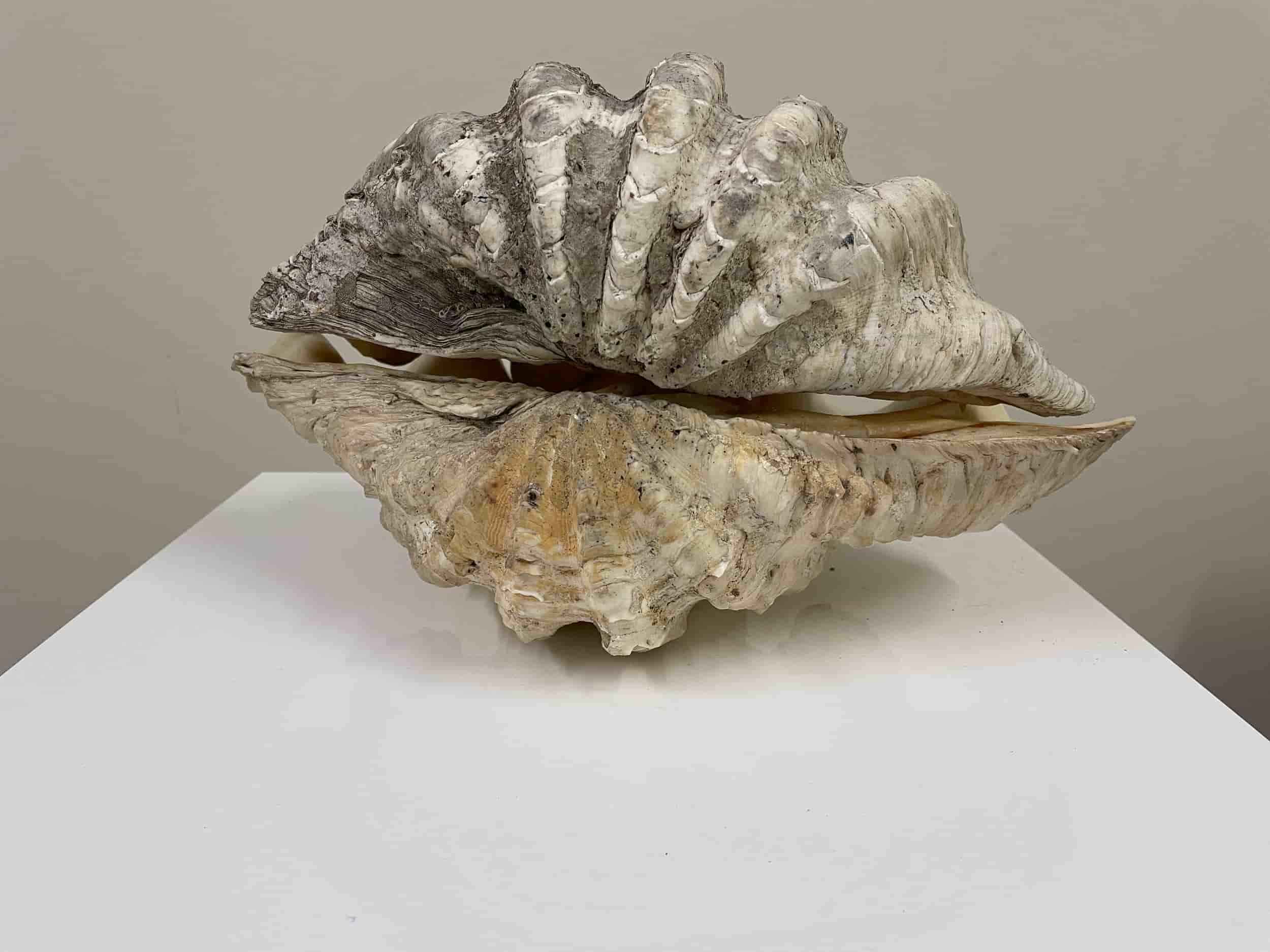 Clam Shell Entire 28cm gallery image 4