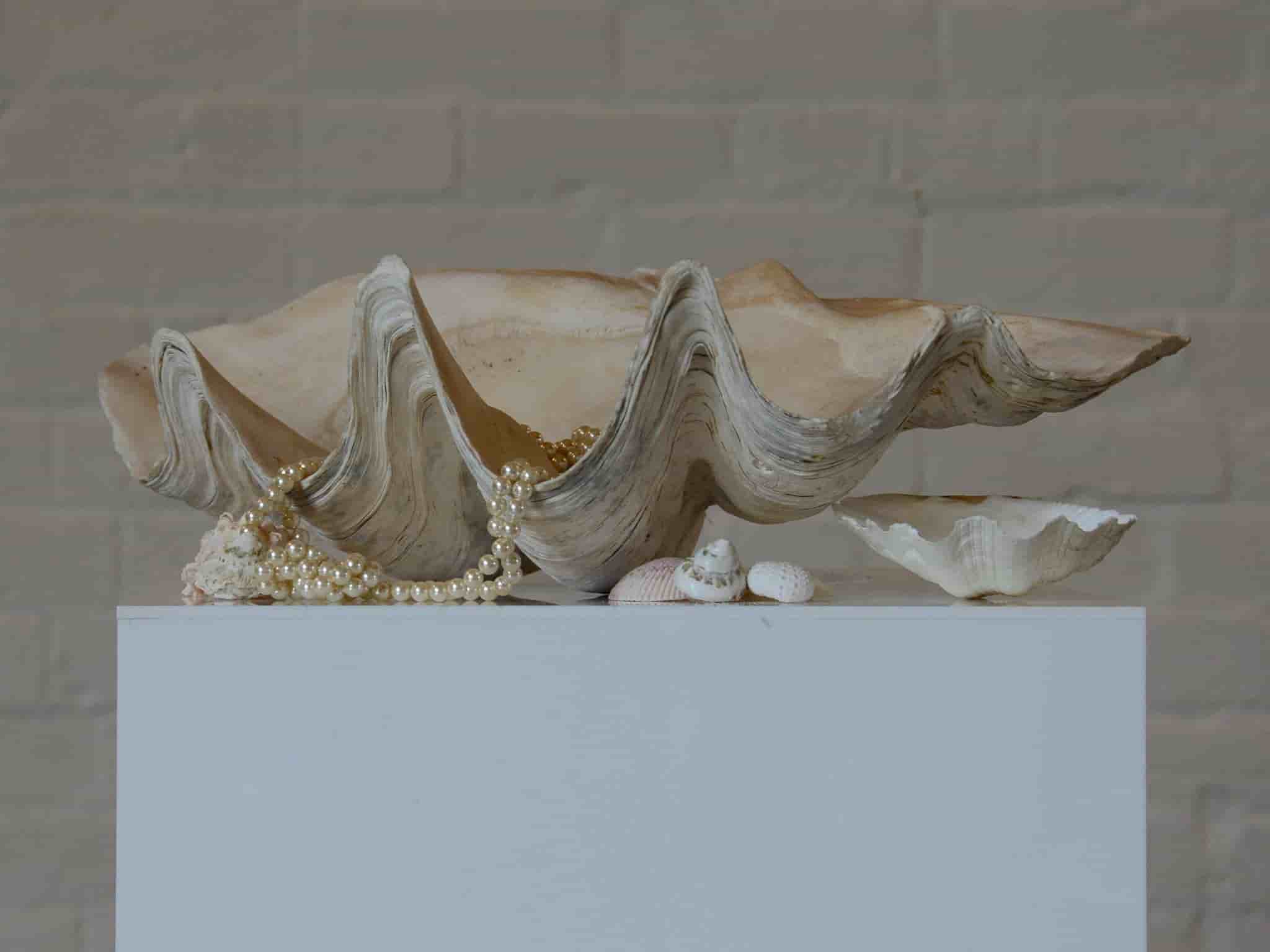 Giant Clam Shell 50cm gallery image 1