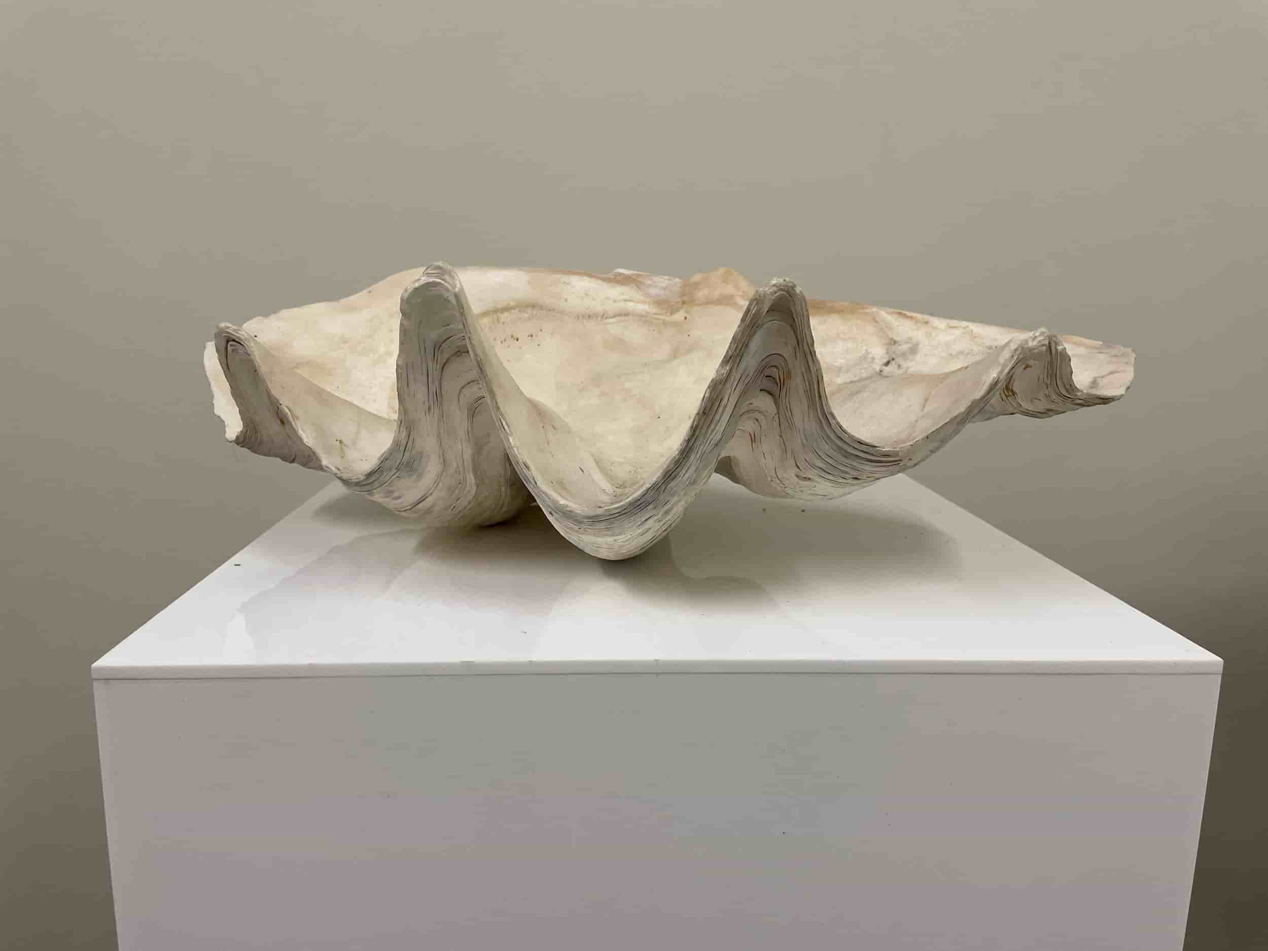 Giant Clam Shell 50cm gallery image 2