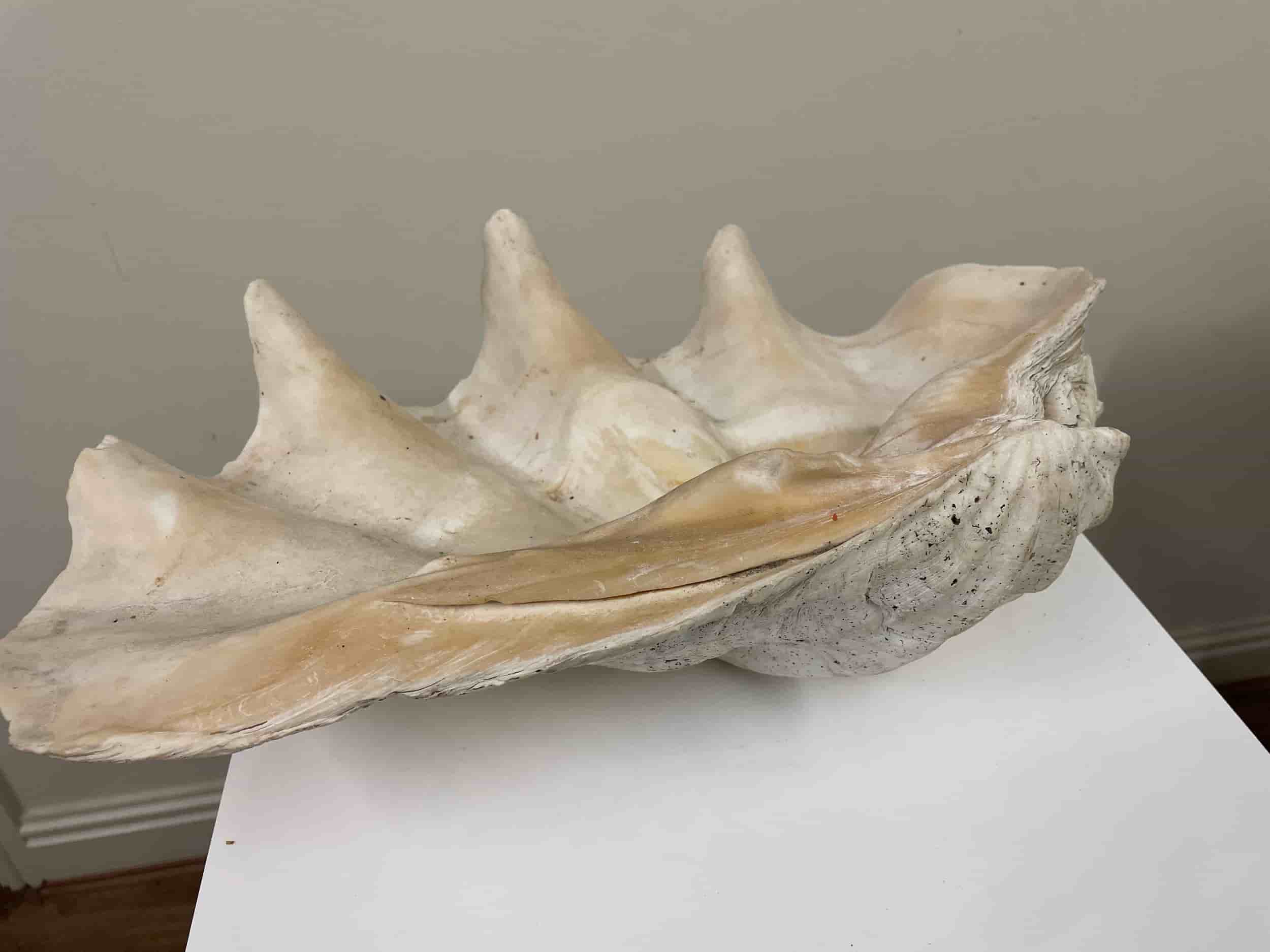Giant Clam Shell 50cm gallery image 3