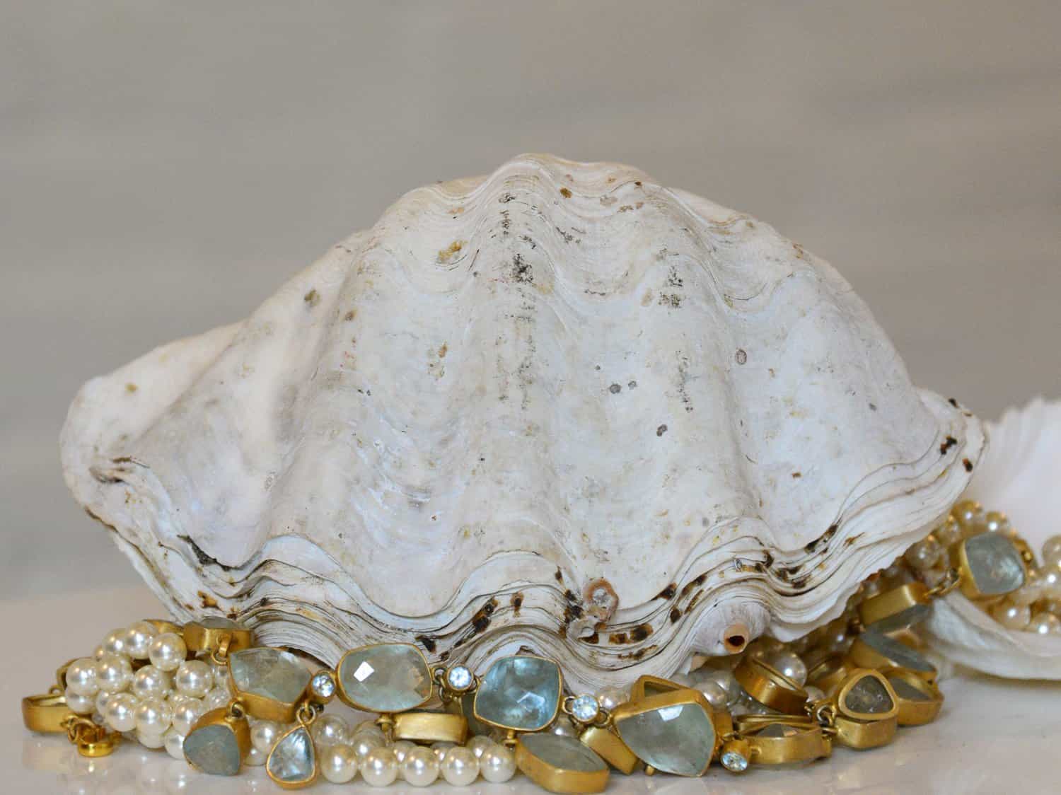 Clam Shell Whole 20cm