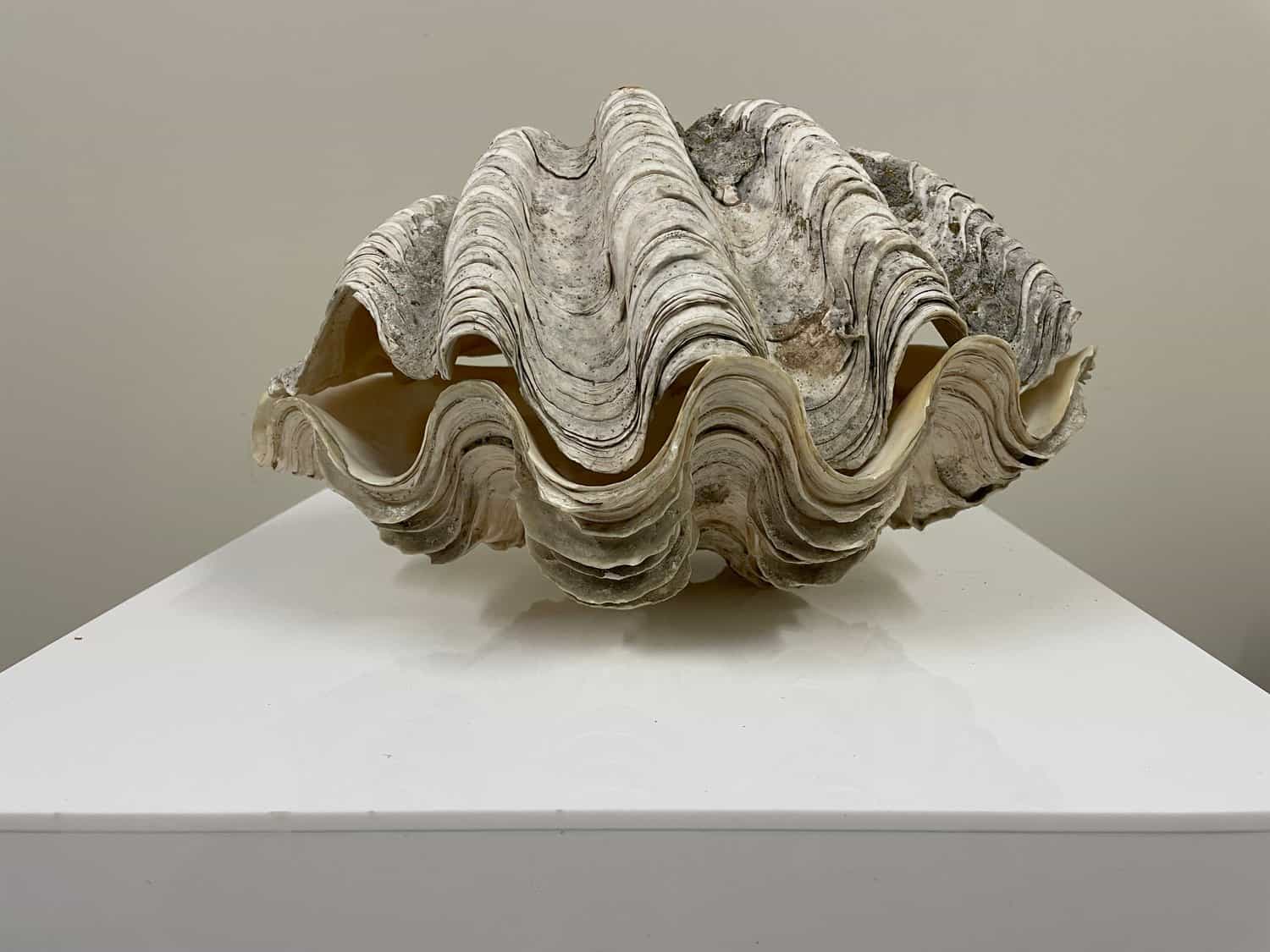 Clam Shell Entire 28cm