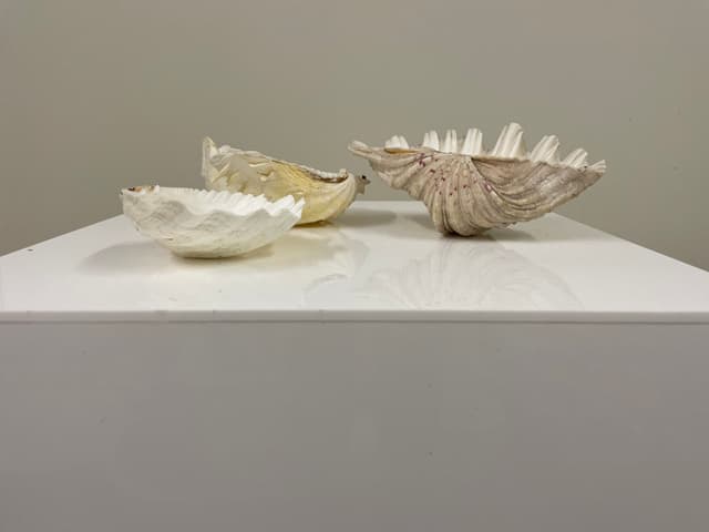 Clam Shells set of 3 gallery image 1