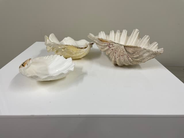 Clam Shells set of 3 gallery image 2