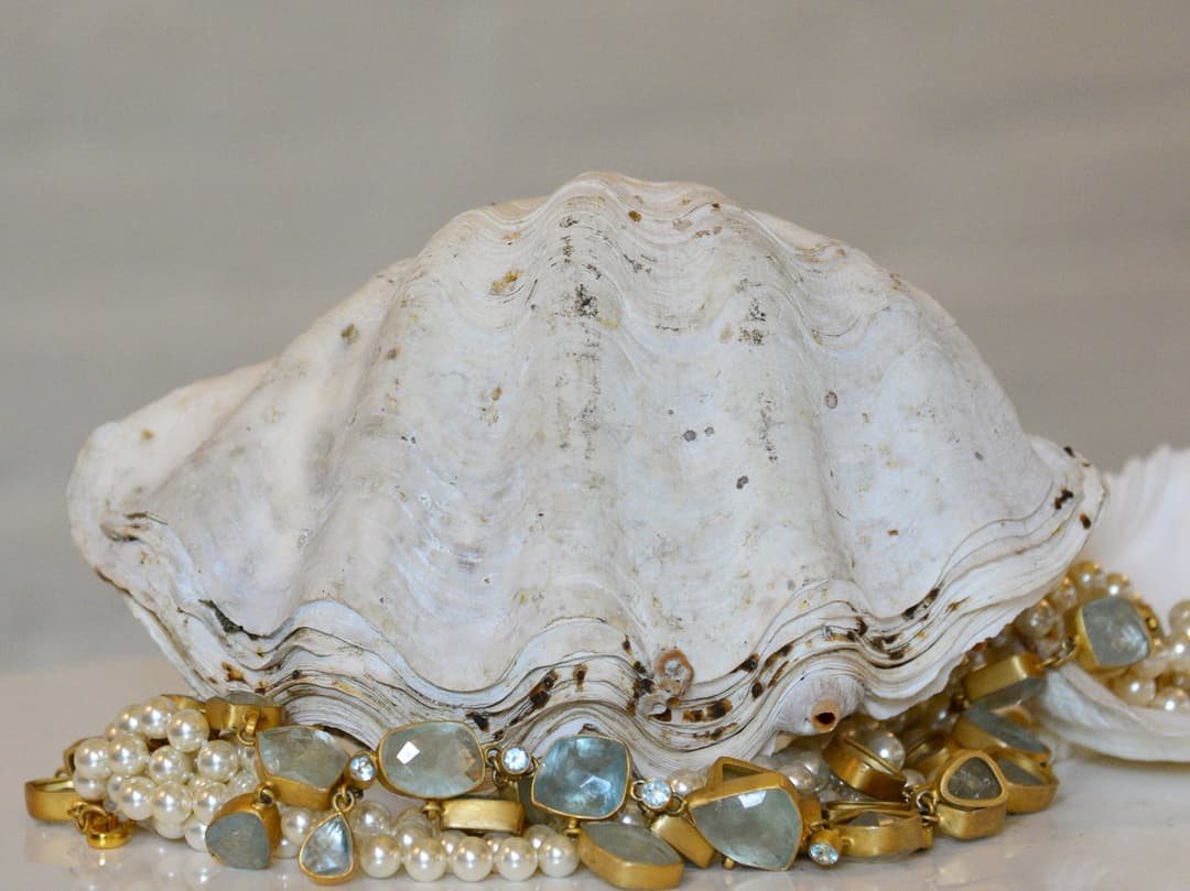 Clam Shell Whole 20cm main image