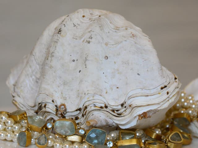 Clam Shell Whole 20cm gallery image 1