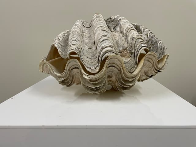 Clam Shell Entire 28cm