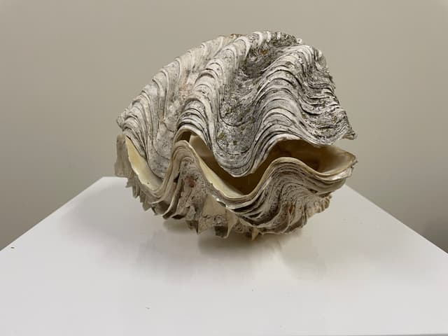 Clam Shell Entire 28cm gallery image 1