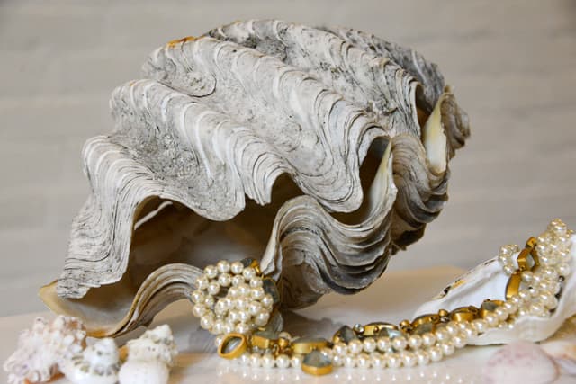Clam Shell Entire 28cm gallery image 2