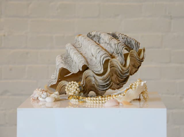 Clam Shell Entire 28cm gallery image 3