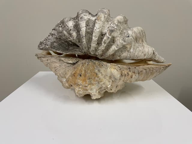 Clam Shell Entire 28cm gallery image 4