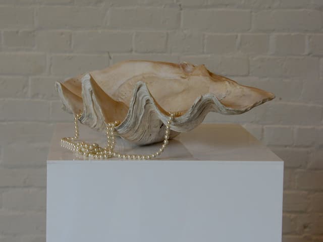 Giant Clam Shell 50cm