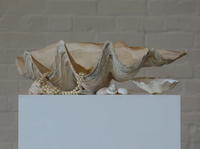 Giant Clam Shell 50cm gallery image 1