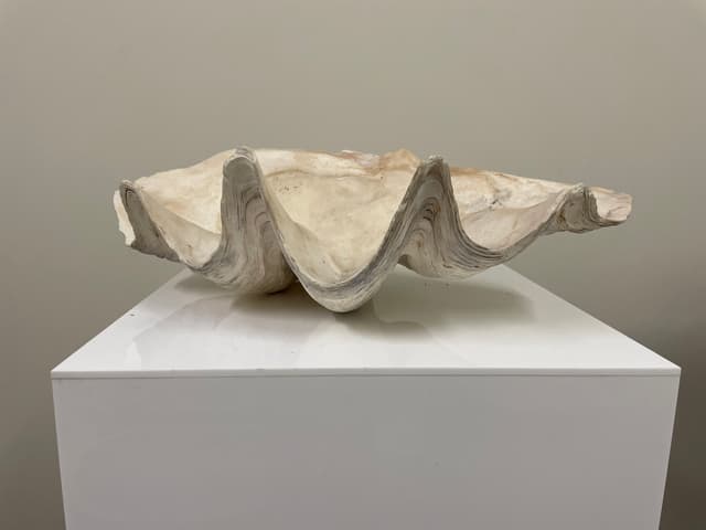 Giant Clam Shell 50cm gallery image 2