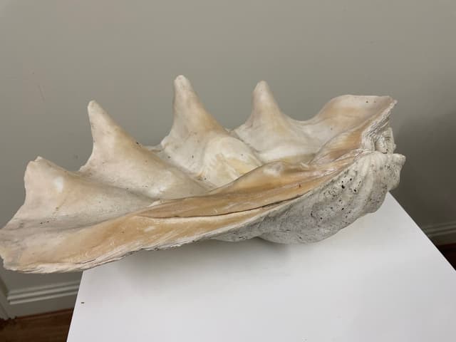 Giant Clam Shell 50cm gallery image 3