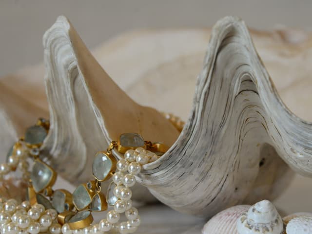 Giant Clam Shell 50cm gallery image 4