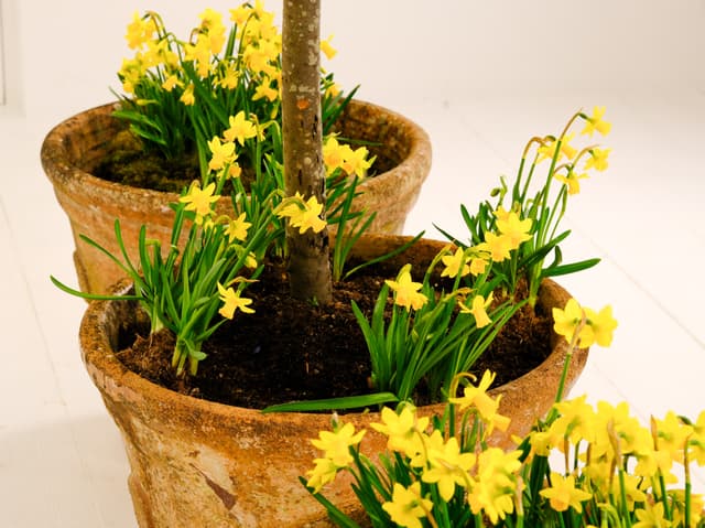 Set of 3 Anduze Planters 52cm gallery image 2