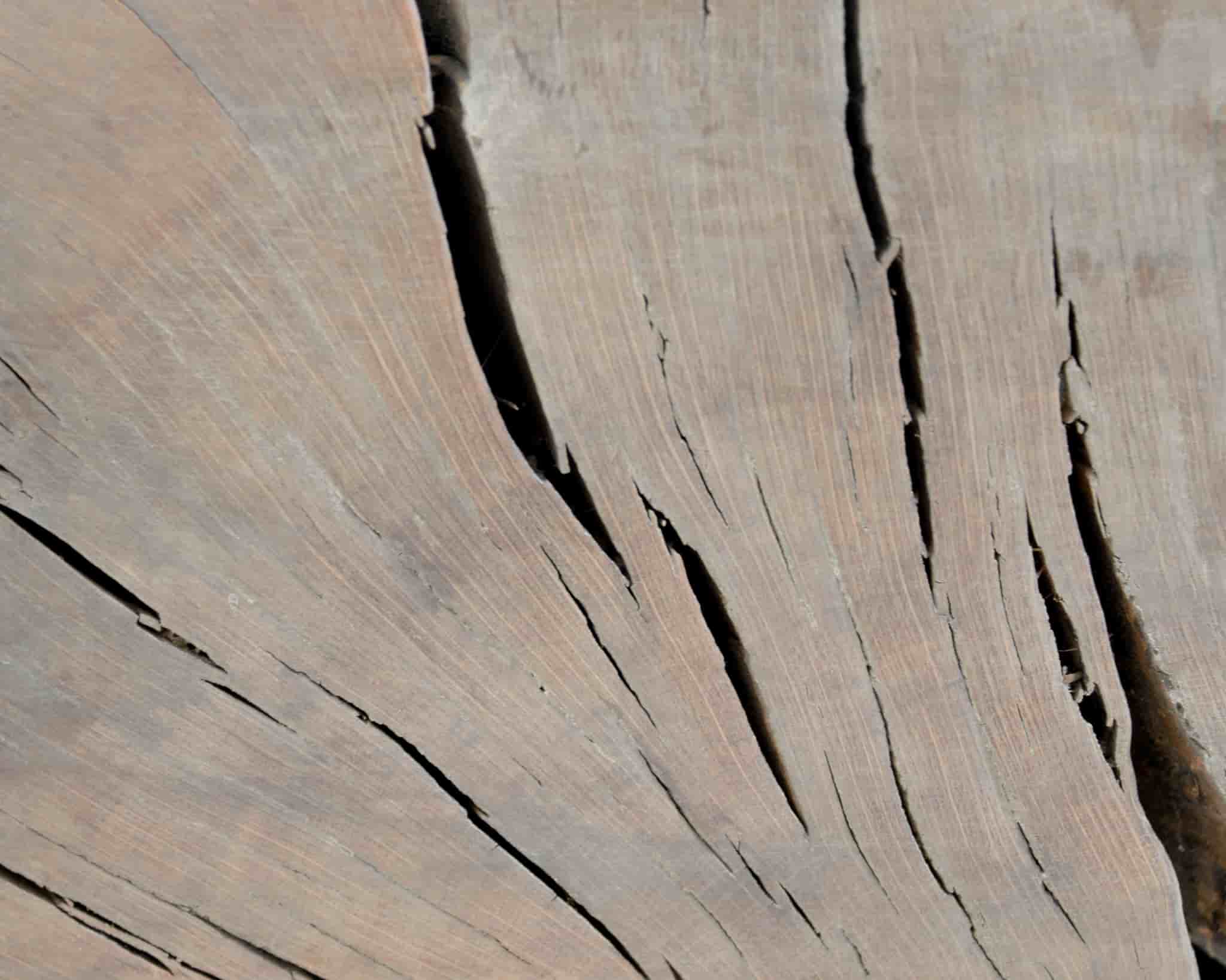 Chunky coffee table - single piece of tree trunk gallery image 4