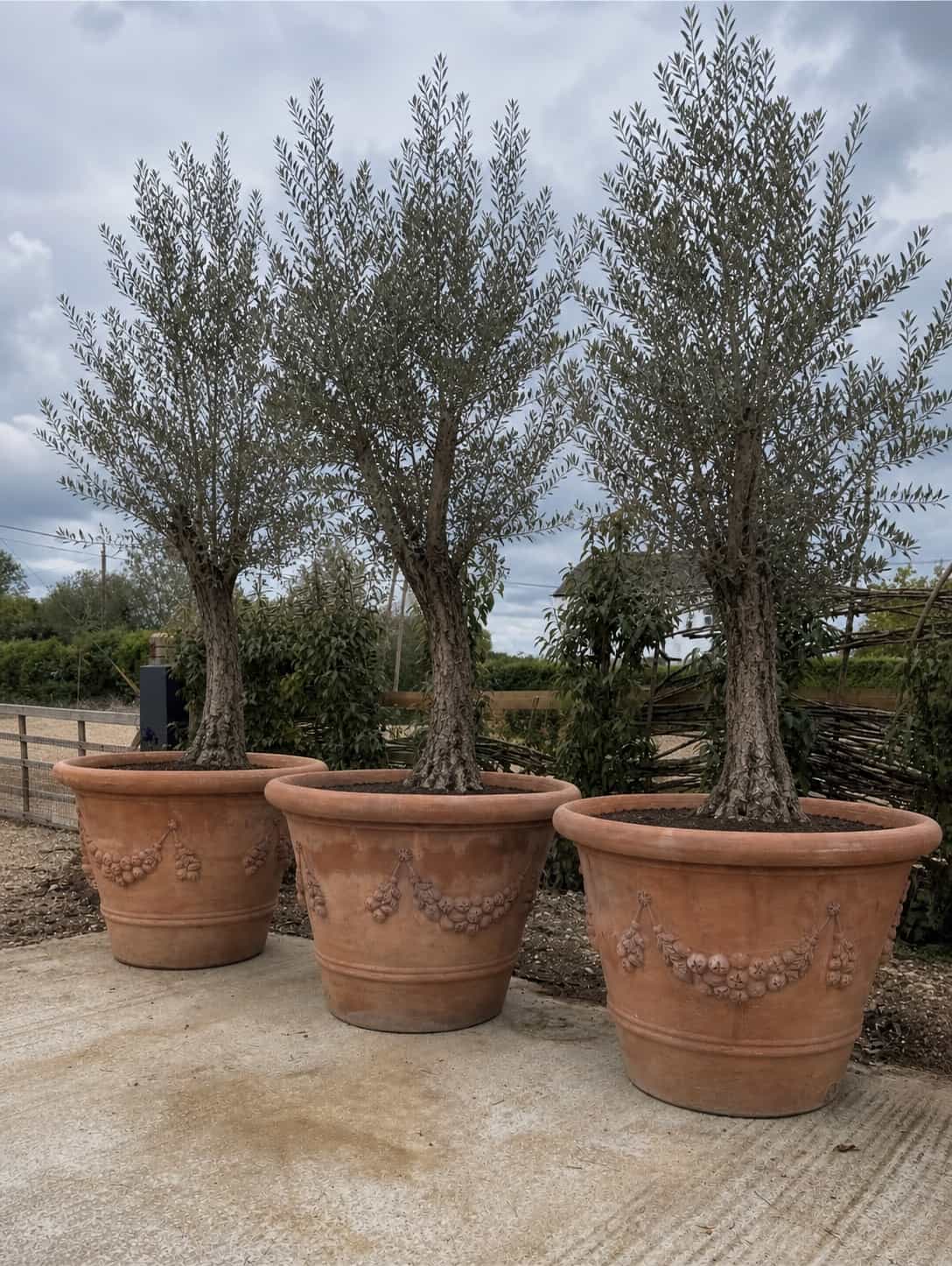 Italian Terracotta Planters main image