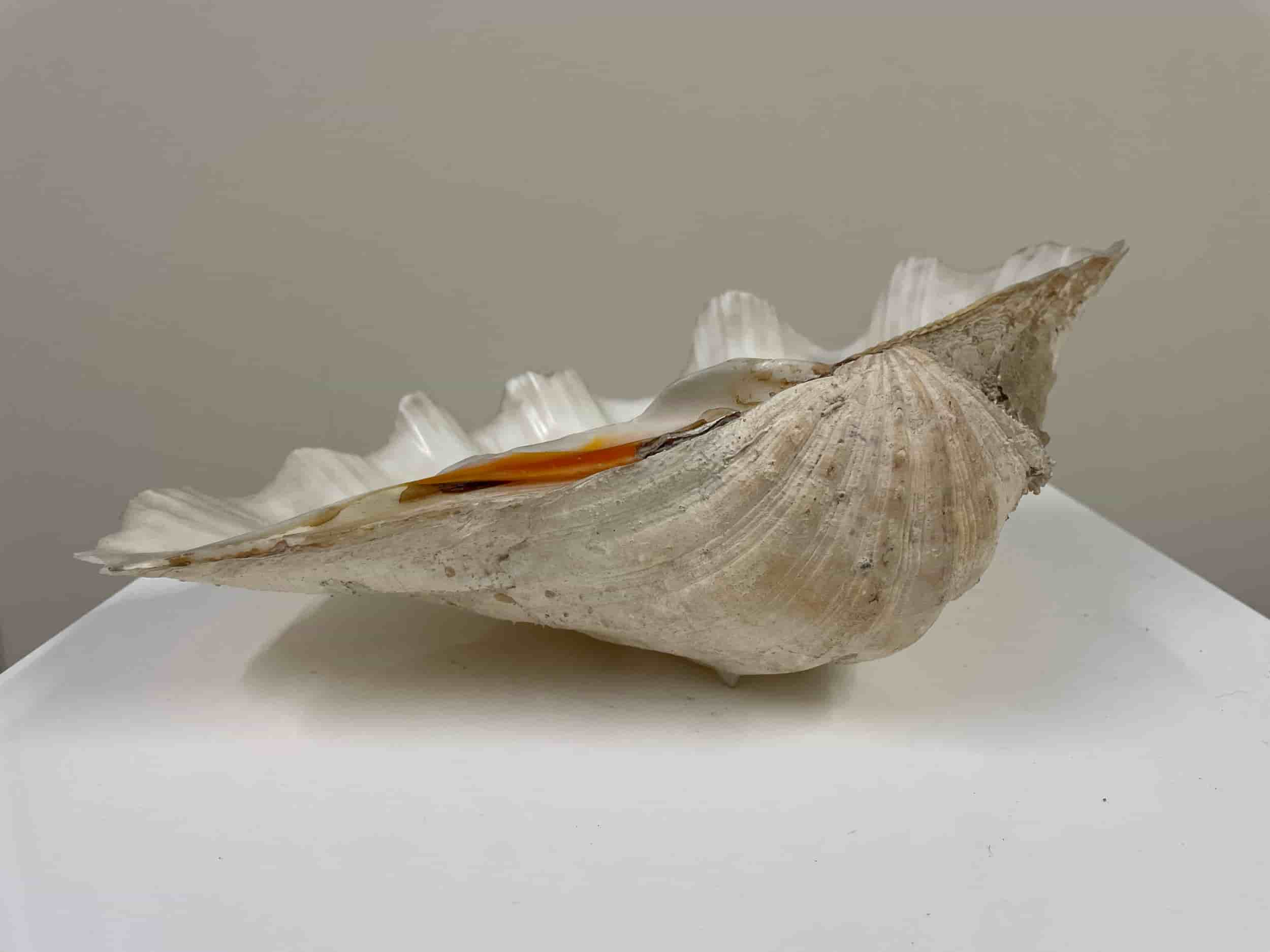 Klam Shell Clam shell | Louise Hall Decorative